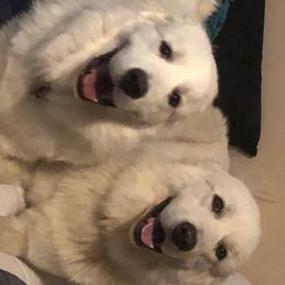 Cavalier King Charles Spaniels and Great Pyrenees from Miller Cavs and Pyrs