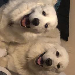 Cavalier King Charles Spaniels and Great Pyrenees from Miller Cavs and Pyrs