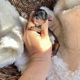 Boy 1 - Tri-color male Bernedoodle puppy in Superior, Arizona from Mountain Bridge Doodles