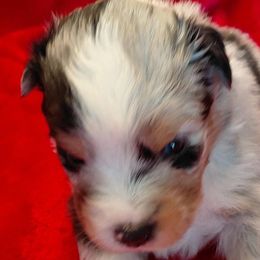 Bruce - Blue merle male Miniature American Shepherd puppy in San Benito, Texas from Vaquera's Miniature American Shepherds