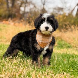 Onix - male Australian Mountain Doodle puppy in Pittsburgh, Pennsylvania from WestPenn Doodles LLC