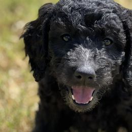 Goldendoodles from Merrie Doodles