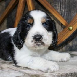 Chester - Black white and tan male English Springer Spaniel puppy in Winchester, Kentucky from Hidden Springs Farm