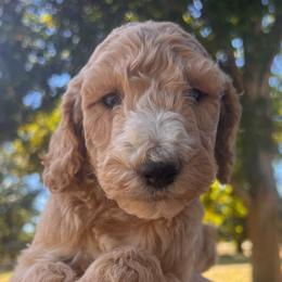 Ford - Apricot male Poodle puppy in Athens, Georgia from Alexander’s Standard Poodles