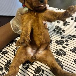 Red - Red  female Poodle puppy in Summit, Mississippi from poodles and doodles llc