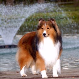 Shetland Sheepdog All Grown Up from Chuting Stars Shelties (from the Mystique sheltie line)