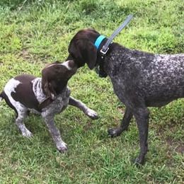 German Shorthaired Pointers from Johannes Family Pointers