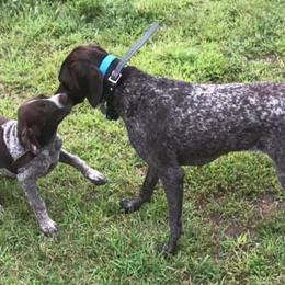 German Shorthaired Pointers from Johannes Family Pointers
