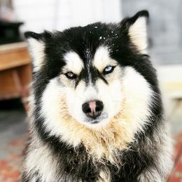 River - Pomsky