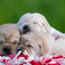 Labrador Retriever and Samoyed Puppies from Carefree Samoyeds/ Desert Hills Labradors