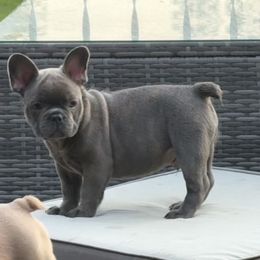 French Bulldog Puppies from Clay Acres Frenchies