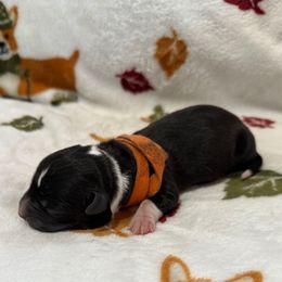 Twix - Brindle and white male Cardigan Welsh Corgi puppy in Mishawaka, Indiana from Squires Corgi Cottage