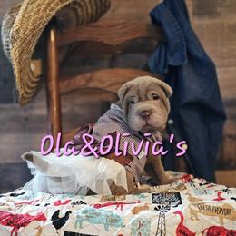 Chinese Shar-Pei Puppies from Zoey's Waggly Tails