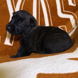 Yellow collar - Brindle female xDutch Shepherd puppy in Mc Kinney, Texas from Vom Jazzigen Haus