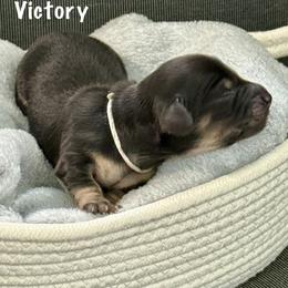 Girl 1 - female Dachshund puppy in Raleigh, North Carolina from McLovin Doxies