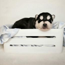 Jett - Black male Siberian Husky puppy in Jacksonville, North Carolina from Seabound Siberians