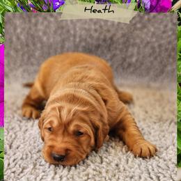 Heath - Dark golden male Golden Retriever puppy in Shelton, Washington from Kennedy Goldens