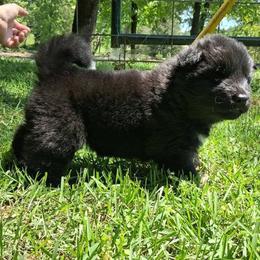 Poppy - Black, silver undercoat female Akita puppy in Granbury, Texas from Folklore Akitas