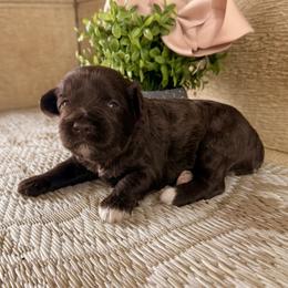 Miniature Schnauzer Puppies from Creek Ranch Kennels