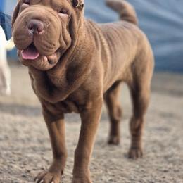 Spartan - Chinese Shar-Pei