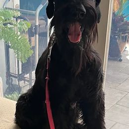 Giant Schnauzers and Miniature Schnauzers from AKC Puppies 2 Love