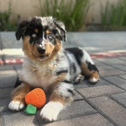 Australian Shepherd Puppies from Aus Cal (Aussies of SoCal)