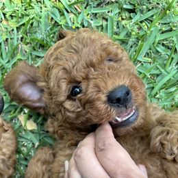 Goldendoodle Puppies from Ginger Doodles