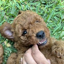 Goldendoodle Puppies from Ginger Doodles