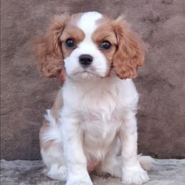 Dutchess - Blenheim female Cavalier King Charles Spaniel puppy in West Plains, Missouri from God's Designs Cavaliers