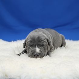 Boy 3 - Gray male Cane Corso puppy in Haslet, Texas from Trained To Go Corso Kennels (T.T.G. Corso Kennels)