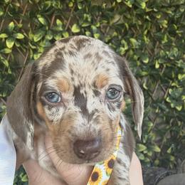 Dachshund Puppies from Dapper Dachshund