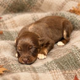 Cinnamon - Red tri-color female Australian Shepherd puppy in Howardsville, Virginia from Spectacular Aussies and Cavaliers