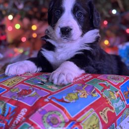 English Shepherd Puppies from Midway English Shepherds