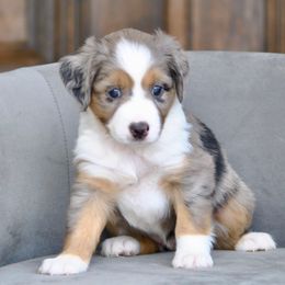 EVIE - Blue merle female Miniature American Shepherd puppy in Bixby, Oklahoma from Roeboat Aussies