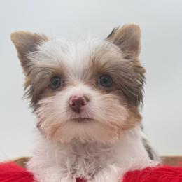 Tate - Chocolate, tan and white male Yorkshire Terrier puppy in Benton, Illinois from Furry Tailz Yorkies