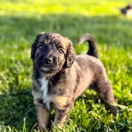 Lainey - Unfurnished Coat - female Australian Mountain Doodle puppy in Pittsburgh, Pennsylvania from WestPenn Doodles LLC