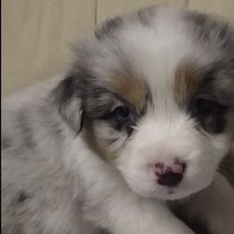 Australian Shepherds from Sharon's Australian Shepherds