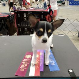 Chihuahua All Grown Up from Kemar