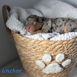 Anchor - Blue merle female Aussiedoodle puppy in Saint Cloud, Florida from Jagged Oaks Farm