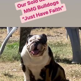 Faith - Bulldog