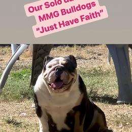 Faith - Bulldog
