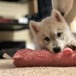 Siberian Husky Puppies from Tevana Siberians LLC