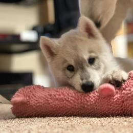 Siberian Husky Puppies from Tevana Siberians LLC