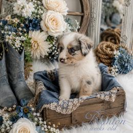 Blanton - Blue merle male Australian Shepherd puppy in Albany, Kentucky from Blue Ridge