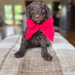 Swiss - Chocolate male Goldendoodle puppy in New Harmony, Indiana from Cottonwood Farms