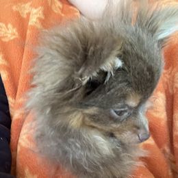 Pomeranian Puppies from Hummingbird & Fox