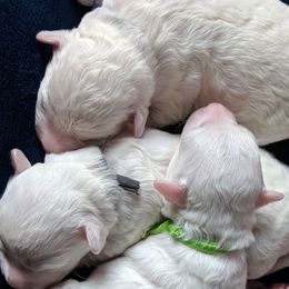 Girl 1 - White female Bichon Frise puppy in Selma, North Carolina from Havenkennels