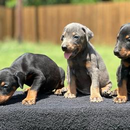 Ulf - Blue and rust male Doberman Pinscher puppy in Rockwall, Texas from Elitehaus