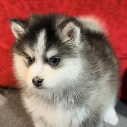 Kahlua Black white boy - Black and white male Pomsky puppy in Enid, Oklahoma from Mile Hi Pomskies