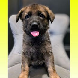 Yellow - Sable male German Shepherd puppy in Maricopa, Arizona from Royalty German Shepherds